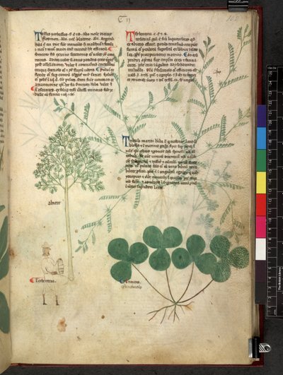 Tractatus de herbis (Herbal) by School Italian