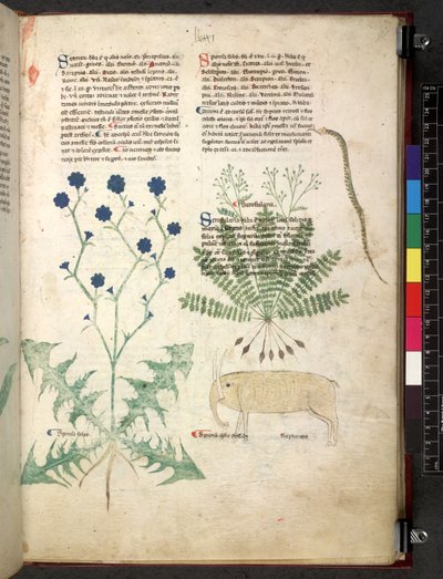 Tractatus de herbis (Herbal) by School Italian