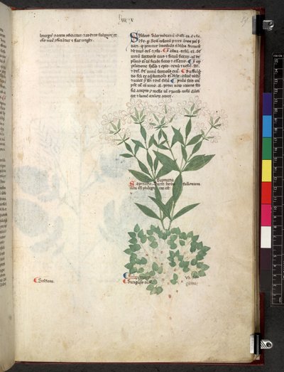 Tractatus de herbis (Herbal) by School Italian