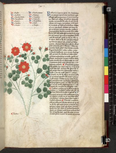 Tractatus de herbis (Herbal) by School Italian