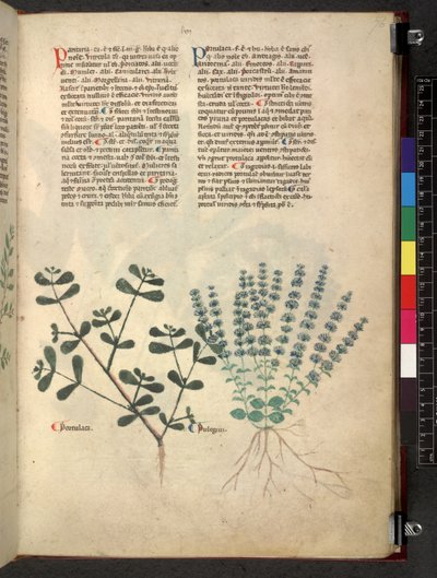Tractatus de herbis (Herbal) by School Italian