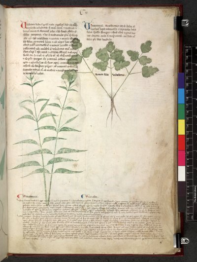Tractatus de herbis (Herbal) by School Italian