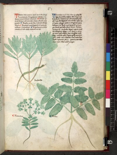 Tractatus de herbis (Herbal) by School Italian