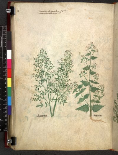 Tractatus de herbis (Herbal) by School Italian