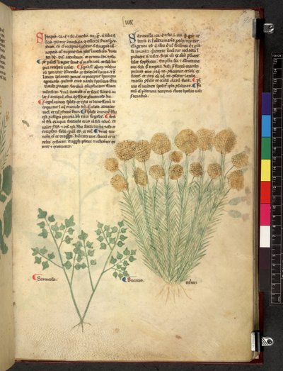Tractatus de herbis (Herbal) by School Italian