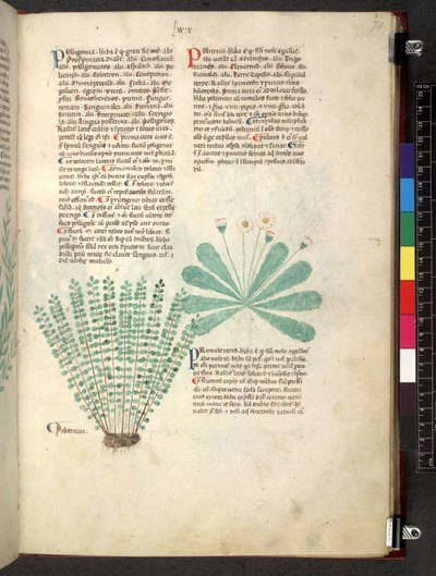 Tractatus de herbis (Herbal) by School Italian