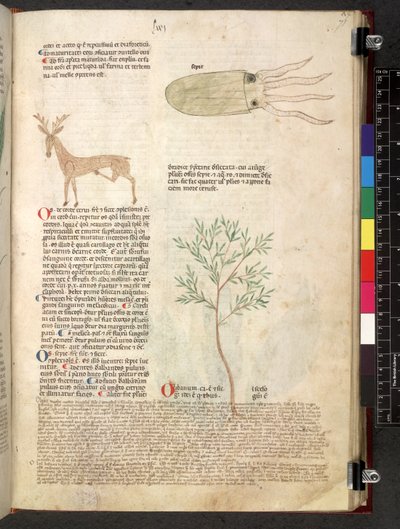 Tractatus de herbis (Herbal) by School Italian