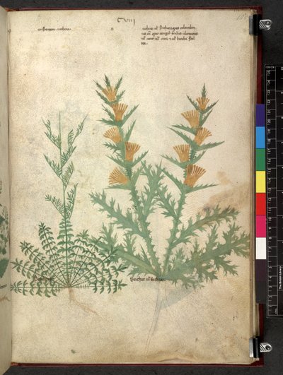 Tractatus de herbis (Herbal) by School Italian