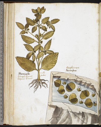 Mandrake, from 