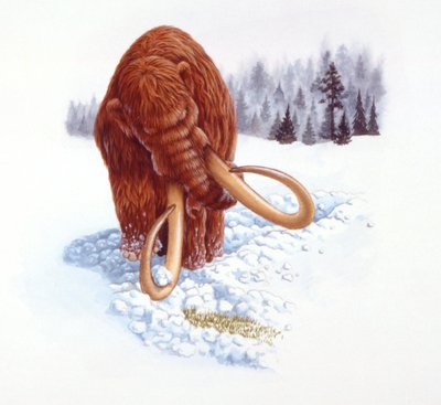 Mammoth Searching for Food in Snow, Pliocene/Pleistocene Period by School Italian