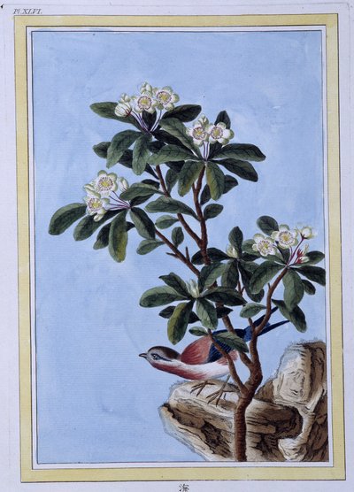 Bird - Japanese Print by Japanese School