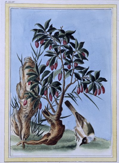 Bird - Japanese print by Japanese School