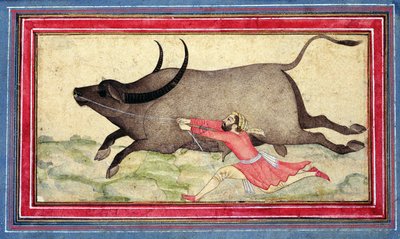 Runaway Buffalo, Johnson Album XIV, no.11, verso, c.1700 by School Mughal