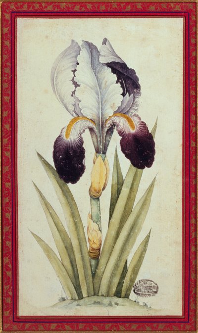 Study of a Flag Iris by School Qajar
