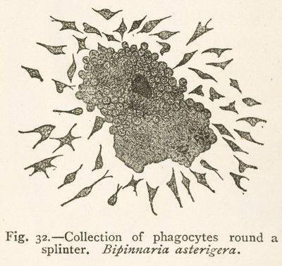 Drawing by Elie Metchnikoff of Phagocytic Cells Surrounding a Foreign Particle by School Russian