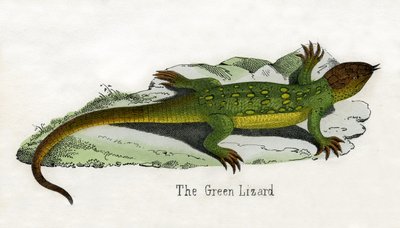Antique Print of a European Green Lizard by Scottish School