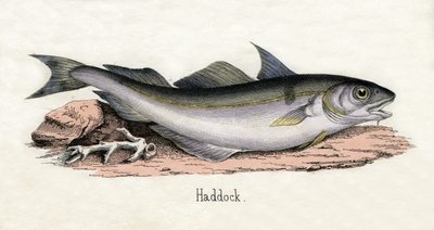 Antique Print of a Haddock by Scottish School