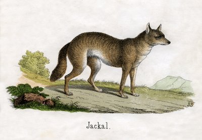 Antique Print of a Jackal by Scottish School