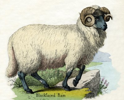 Antique Print of a Norfolk Horn Ram by Scottish School