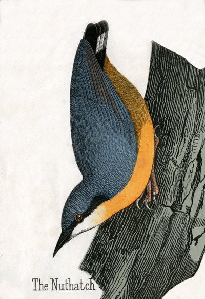 Antique Print of a Nuthatch by Scottish School