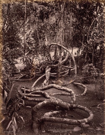 A Creeper in the Peradeniya Gardens, Ceylon by Scowen and Co.