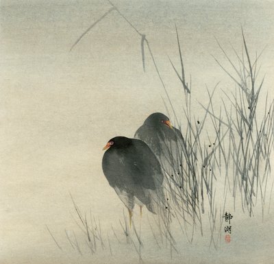 Two Moor Hens Standing in Misty Sedges by Seiko Okuhara