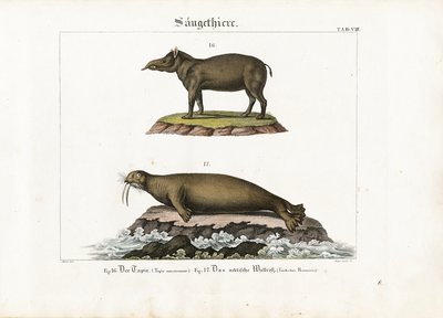 Tapir and Arctic Walrus by Senior Meyer