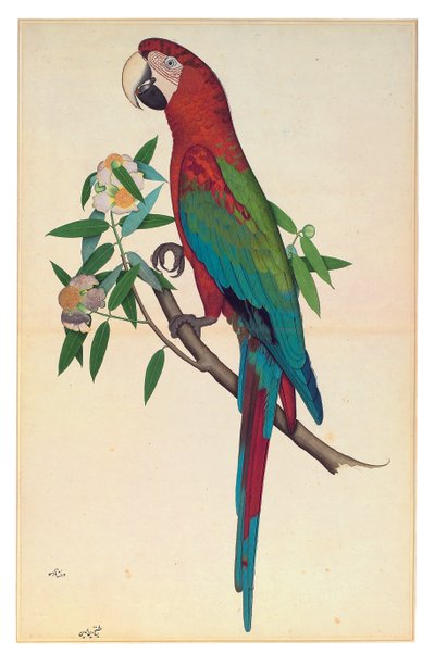 A Green-winged Macaw, c.1780 by Shaikh Zain ud Din (fl.1777 83)