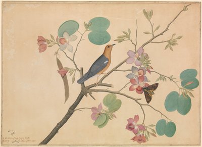 An Orange-Headed Ground Thrush and a Death