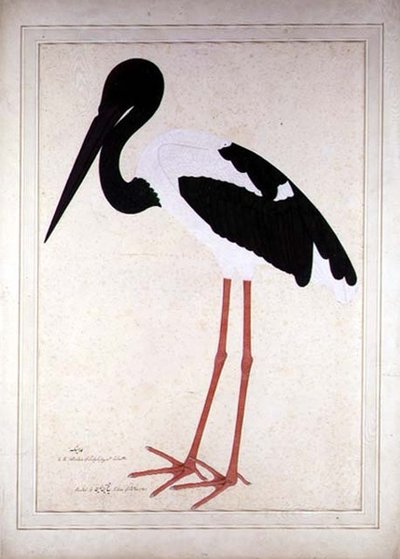 Blacknecked Stork, Xenorhynchus Asiaticus (painted for Lady Impey at Calcutta) by Shaikh Zain ud Din (fl.1777 83)