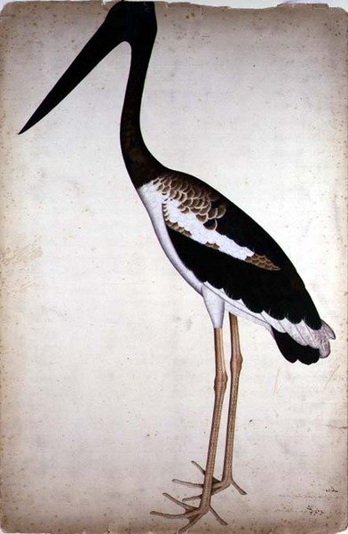 Blacknecked Stork, Xenorhynchus Asiaticus, painted for Lady Impey at Calcutta, c.1780 by Shaikh Zain ud Din (fl.1777 83)