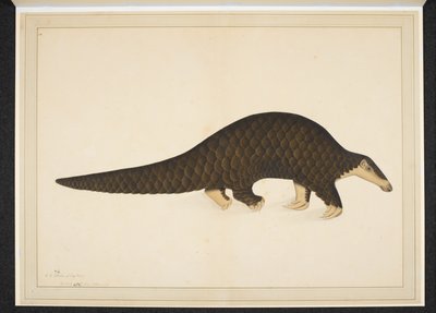 Pangolin or Scaly Anteater by Shaikh Zain ud Din (fl.1777 83)