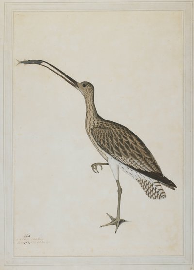 Eastern Curlew Devouring a Mudskipper by Shaikh Zain ud Din (fl.1777 83)