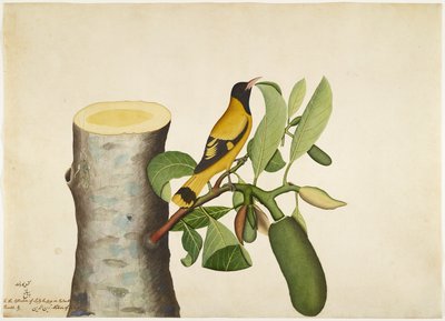 Black Hooded Oriole and Insect on Jackfruit Stump, folio from a Series Commissioned by Lady Impey by Shaikh Zain ud Din