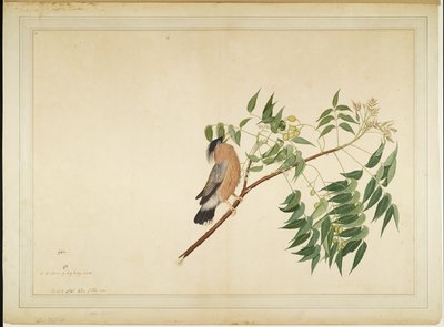 Brahminy Starling on Neem Tree Branch, folio from a Series Commissioned by Lady Impey by Shaikh Zain ud Din