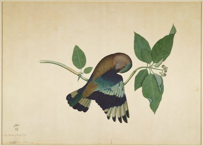 Indian Roller on Sandalwood Branch, Folio from a Series Commissioned by Lady Impey by Shaikh Zain ud Din