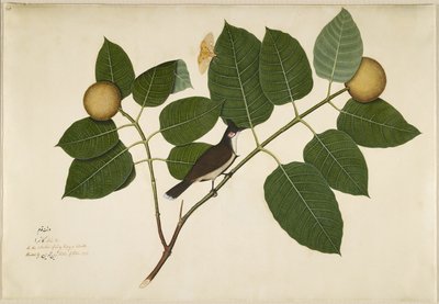 Red Whiskered Bulbul and Aganais Ficus Moth on Kadamba Branch, Folio from a Series Commissioned by Lady Impey by Shaikh Zain ud Din
