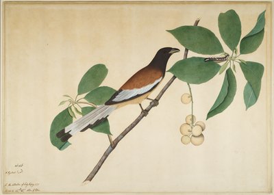 Rufous Treepie and Caterpillar on Branch, Folio from a Series Commissioned by Lady Impey by Shaikh Zain ud Din