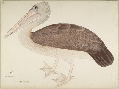 Spotbilled Pelican, folio from a Series Commissioned by Lady Impey by Shaikh Zain ud Din