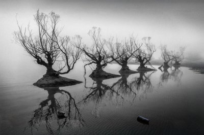Bare Trees in Fog by Shanrui Ren