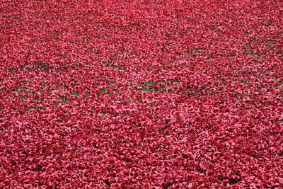 Blood Swept Lands and Seas of Red, Tower of London by Sheldon Marshall