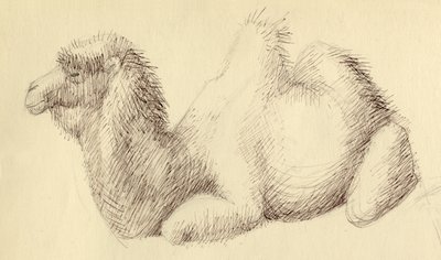 Camel, c1951 by Shirley Markham