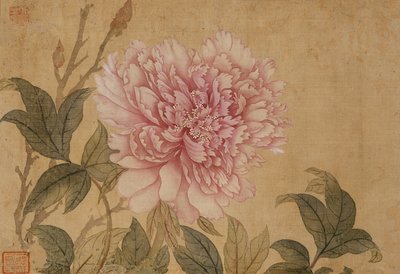Peony, Leaf from an Album of Flower Paintings by Shouping Yun