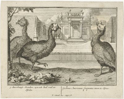 Guinea Fowls by Sieuwert van der Meulen