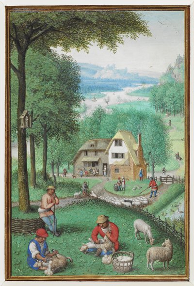Calendar Miniature for June Showing Two Men Shearing Sheep, with a Cottage in the Background by Simon Bening