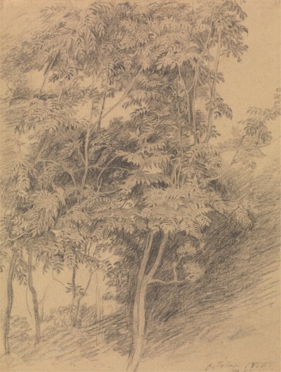 Tree Study by Sir David Wilkie