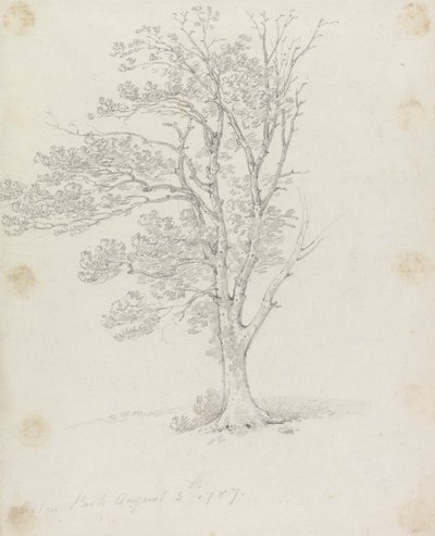 Tree at Easton Park by Sir George Howland Beaumont seventh Baronet