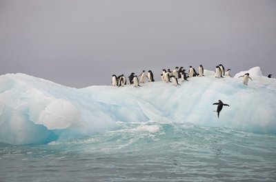 Adelie penguins, Pygoscelis adeliae, on an iceberg, 2022 by Sisse Brimberg