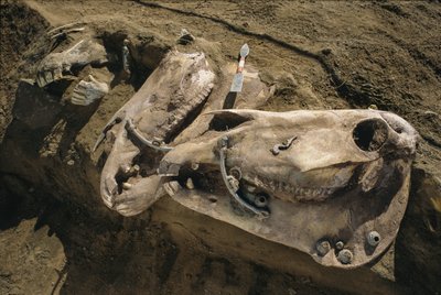 Horse skulls with bridle parts still in place fill a Scythian grave, 2022 by Sisse Brimberg