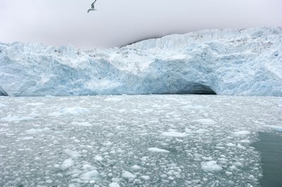 Ice chunks from nearby glaciers float in the Arctic sea, Svalbard Islands, Norway by Sisse Brimberg